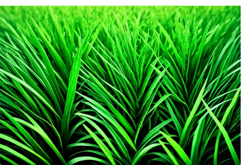 wheat grass,wheatgrass,sweet grass plant,wheat germ grass,green wheat,green grain,sweet grass,block of grass,quail grass,grass fronds,grass grasses,foxtail barley,ornamental grass,ricefield,citronella,barley cultivation,rice field,green wallpaper,long grass,reed grass,Art,Artistic Painting,Artistic Painting 03