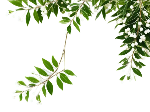 curry leaves,acacia,swedish mountain ash,moringa,cherry laurel,geraniaceae,podocarpus,birch tree background,ilex vomitoria,mistletoe berries,diospyros,tree leaves,oleaceae,robinia,jasminum,intensely green hornbeam wallpaper,neem,tree white,leaves,xanthorrhoeaceae,Illustration,Japanese style,Japanese Style 04