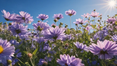 cosmos flowers,osteospermum,flowers png,cosmos flower,flower background,african daisy,european michaelmas daisy,senetti,aromatic aster,barberton daisies,south african daisy,lavender flowers,perennial cornflowers,purple daisy,blue daisies,australian daisies,meadow flowers,field of flowers,china aster,flowers field,Photography,General,Natural