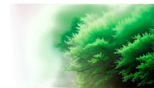 watercolor pine tree,coniferous forest,green forest,larch forests,fir forest,evergreen trees,green trees,green tree,spruce-fir forest,background vector,fir green,temperate coniferous forest,thuja,conifers,forest background,green background,coniferous,chlorophyll,green wallpaper,green landscape,Photography,Fashion Photography,Fashion Photography 06