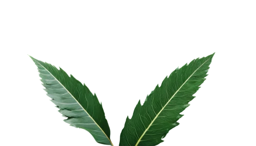 mape leaf,walnut leaf,tropical leaf,coconut leaf,custody leaf,palm leaf,jungle leaf,chestnut leaf,tropical leaf pattern,foliage leaf,fern leaf,oleaceae,bay leaf,leaf fern,green leaf,bo leaf,jungle drum leaves,fig leaf,curry leaves,tobacco leaves,Photography,Artistic Photography,Artistic Photography 02