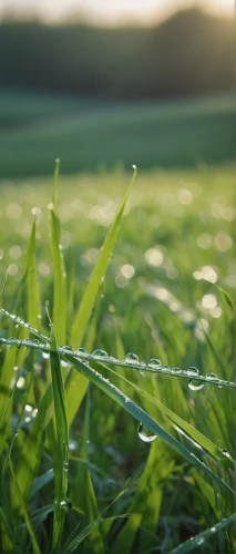 dew on grass,early morning dew,meadows of dew,morning dew,wheat germ grass,straw field,grass blades,morning light dew drops,long grass,blade of grass,blades of grass,ricefield,cultivated field,grass,green grass,arrowgrass,rye in barley field,rain field,green fields,rice field,Photography,Black and white photography,Black and White Photography 03