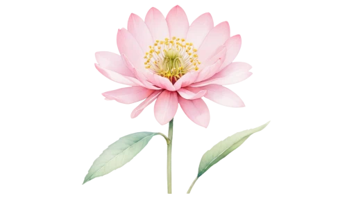 dahlia pink,lotus png,lotus ffflower,lotus art drawing,flowers png,lotus flower,sacred lotus,flower illustration,lotus with hands,lotus blossom,flower illustrative,lotus flowers,pink chrysanthemum,lotus,peony pink,golden lotus flowers,mandala flower illustration,magnolia star,flower background,vancouver dahlia,Illustration,Retro,Retro 11