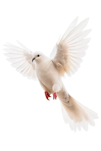 dove of peace,doves of peace,peace dove,white dove,bird png,beautiful dove,dove,collared dove,little corella,doves,white pigeon,short-billed corella,american mourning dove,white pigeons,turtledove,white grey pigeon,doves and pigeons,stock dove,white bird,inca dove,Illustration,Black and White,Black and White 26