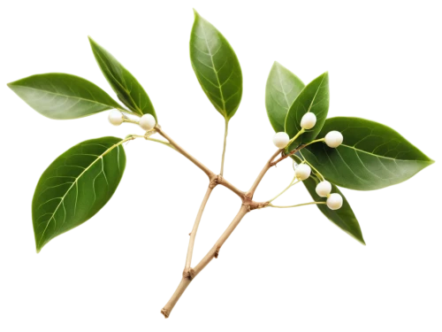 syzygium malaccense,morinda citrifolia,syzygium,lemon myrtle,cherry laurel,syzygium aromaticum,bay laurel,curry leaves,bay-leaf,diospyros,bay leaf,oleaceae,ilex vomitoria,tea plant,geraniaceae,syzygium jambos,terminalia catappa,syzygium samarangense,tea tree,limonana,Illustration,Retro,Retro 06