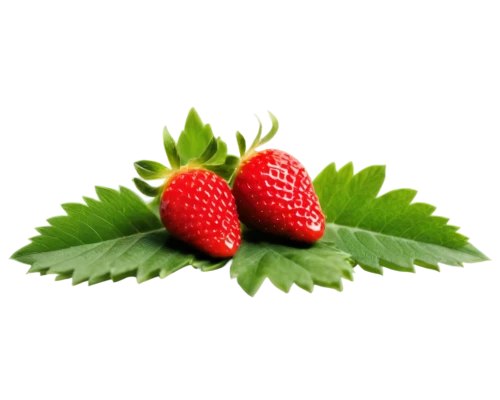 raspberry leaf,strawberry plant,west indian raspberry ,west indian raspberry,native raspberry,alpine strawberry,strawberry ripe,strawberry,red strawberry,mock strawberry,strawberries,strawberry tree,mollberry,virginia strawberry,berry fruit,strawberries falcon,nannyberry,raspberry,lingonberry,red berry,Photography,Fashion Photography,Fashion Photography 15