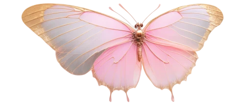 pink butterfly,cupido (butterfly),butterfly vector,hesperia (butterfly),butterfly clip art,flutter,butterflay,passion butterfly,butterfly isolated,limenitis,papillon,french butterfly,c butterfly,vanessa (butterfly),parnassius apollo,isolated butterfly,butterfly background,butterfly,winged heart,lepidoptera,Conceptual Art,Sci-Fi,Sci-Fi 02