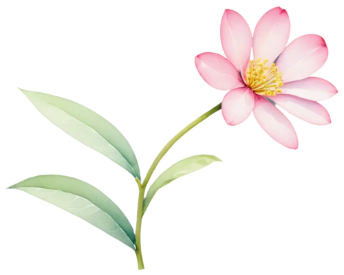 flowers png,flower illustration,magnolia star,lotus png,flower background,flower illustrative,magnolia × soulangeana,pink floral background,dahlia pink,illustration of the flowers,common peony,rose flower illustration,centaurium,paper flower background,minimalist flowers,japanese floral background,gaura,floral digital background,wood daisy background,two-tone flower,Conceptual Art,Sci-Fi,Sci-Fi 05