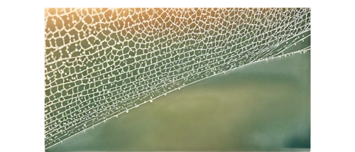 leaf structure,leaves frame,frosted glass pane,skeleton leaf,beech leaf,dry leaf,nettle leaves,dried leaf,leaf veins,fern leaf,tropical leaf,magnolia leaf,morning dew in the cobweb,trumpet leaf,frozen morning dew,watercolour leaf,blue leaf frame,leaf fern,jungle leaf,early morning dew,Photography,Documentary Photography,Documentary Photography 37