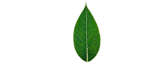 mape leaf,walnut leaf,tropical leaf,coconut leaf,custody leaf,chestnut leaf,magnolia leaf,palm leaf,jungle leaf,foliage leaf,oleaceae,fan leaf,fig leaf,tree leaf,leaf,mammoth leaf,green leaf,bay-leaf,banana leaf,grape leaf,Illustration,Children,Children 06