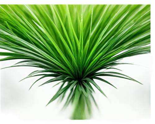 fan palm,saw palmetto,pine needle,palm fronds,wine palm,palm leaf,sabal palmetto,pine needles,palm sunday,palm leaves,singleleaf pine,date palm,palm pasture,palm tree vector,coconut palm,date palms,potted palm,cycad,citronella,coconut palm tree,Photography,Documentary Photography,Documentary Photography 21