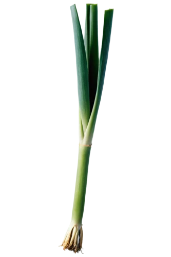 scallion,spring onion,leek,spring onions,welsh onion,calçot,celery stalk,bulgarian onion,real celery,chinese celery,celery tuber,hardneck garlic,skirret,cleanup,green asparagus,celery,lemongrass,celery plant,black salsify,persian onion,Photography,Documentary Photography,Documentary Photography 02