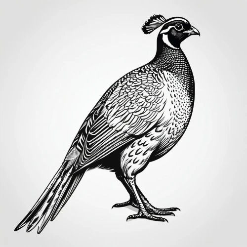 victoria crown pigeon,quail,pheasant,ring-necked pheasant,plumed-pigeon,crown pigeon,an ornamental bird,galliformes,common pheasant,bird illustration,field pigeon,bobwhite,fantail pigeon,perico,wild pigeon,american woodcock,speckled pigeon,feral pigeon,ornamental bird,roasted pigeon,Illustration,Black and White,Black and White 04