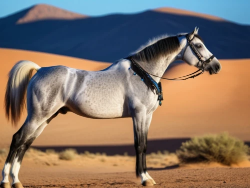 arabian horse,arabian horses,albino horse,a white horse,thoroughbred arabian,wild spanish mustang,quarterhorse,equine,palomino,belgian horse,dream horse,mustang horse,andalusians,arabian mau,beautiful horses,australian pony,white horse,przewalski's horse,draft horse,wild horse,Photography,General,Realistic