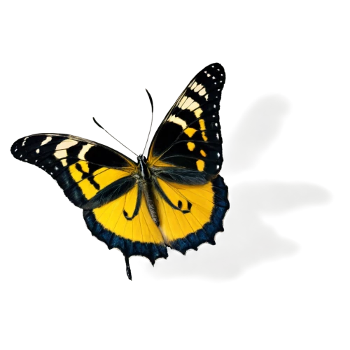 butterfly vector,butterfly clip art,palamedes swallowtail,butterfly background,eastern black swallowtail,euphydryas,western tiger swallowtail,hybrid black swallowtail butterfly,hesperia (butterfly),eastern tiger swallowtail,swallowtail butterfly,swallowtail,butterfly isolated,brush-footed butterfly,papilio,black swallowtail,vanessa (butterfly),yellow butterfly,zebra swallowtail,giant swallowtail,Illustration,Black and White,Black and White 06