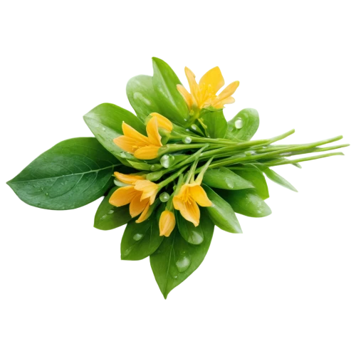 flowers png,ornithogalum,cape honeysuckle,fenugreek,ornithogalum umbellatum,freesia,orange jasmine,peruvian lily,lemon basil,chloraea,kumquat,honeysuckle,rockcress,serrano pepper,cut flowers,carolina jasmine,ylang-ylang,serrano peppers,lemon flower,jasminum sambac,Photography,Documentary Photography,Documentary Photography 21