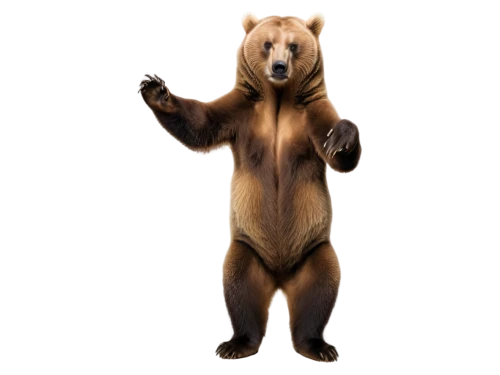 scandia bear,bear,nordic bear,bear market,cute bear,great bear,kodiak bear,brown bear,bear kamchatka,left hand bear,bear teddy,sun bear,bear bow,bears,bearskin,grizzly bear,pubg mascot,grizzly,little bear,cub,Conceptual Art,Daily,Daily 10