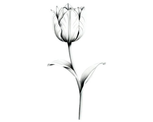 tulip white,flowers png,tulipa,tulip,minimalist flowers,tulip flowers,tulip background,hymenocallis,two tulips,white tulips,tulip blossom,turkestan tulip,ornithogalum,white lily,wild tulip,lilium candidum,madonna lily,tulip magnolia,tulip branches,branched asphodel,Conceptual Art,Oil color,Oil Color 12