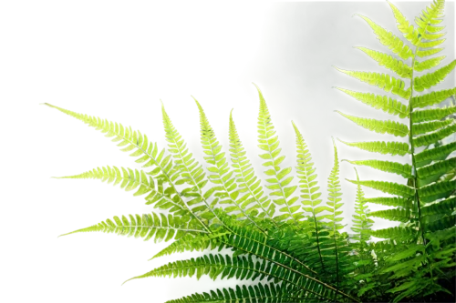 fern plant,ostrich fern,fern fronds,fern leaf,ferns,ferns and horsetails,leaf fern,tree ferns,norfolk island pine,fern,cycad,frond,fir fronds,leucaena,columbian spruce,young frond,urtica,fan palm,phyllanthus family,fishtail palm,Illustration,Realistic Fantasy,Realistic Fantasy 40