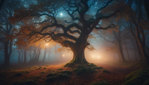 foggy forest,fairytale forest,haunted forest,autumn fog,magic tree,forest tree,fairy forest,elven forest,enchanted forest,autumn forest,isolated tree,germany forest,creepy tree,forest dark,forest floor,veil fog,forest of dreams,foggy landscape,the roots of trees,holy forest,Photography,General,Cinematic