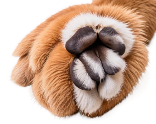 dog paw,bear paw,paw,dog cat paw,paws,pawprint,paw print,pawprints,cat's paw,leonberger,three-toed sloth,paw prints,dog chew toy,st bernard,chestnut tiger,bloodhound,two-toed sloth,dogue de bordeaux,kooikerhondje,golden lion tamarin,Illustration,Retro,Retro 14