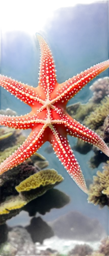 sea star,starfishes,starfish,echinoderm,star anemone,bascetta star,nautical star,star flower,marine invertebrates,kriegder star,star illustration,magic star flower,six-pointed star,asteracea,six pointed star,sea-urchin,sea urchin,star pattern,sea animals,sunstar,Illustration,Children,Children 04