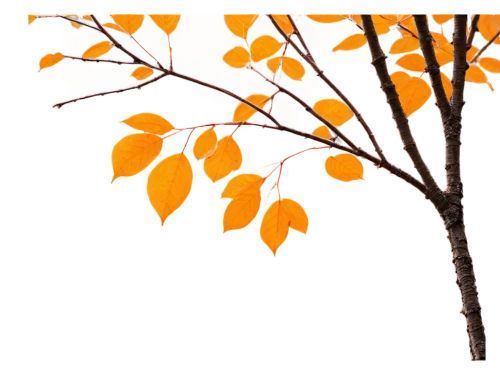 autumn foliage,birch tree background,maple foliage,leaf background,autumn tree,foliage coloring,birch tree illustration,autumn background,leaves in the autumn,thunberg's fan maple,maple leave,fall leaf border,tree leaves,deciduous tree,seasonal autumn decoration,fall foliage,leaf branch,amelanchier lamarckii,autumnal leaves,european beech,Conceptual Art,Daily,Daily 26