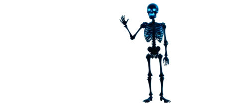 skeleltt,skeletal,skeleton,human skeleton,skeletons,skeletal structure,calcium,endoskeleton,bone,long son,femur,vintage skeleton,png transparent,wall,cercopithecus neglectus,hag,png image,halloween banner,elongated,elongate,Photography,Fashion Photography,Fashion Photography 10