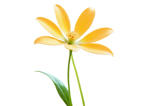 flowers png,guernsey lily,lotus png,lily flower,orange lily,sego lily,lilium candidum,ornithogalum,minimalist flowers,flower background,yellow canada lily,natal lily,day lily flower,lotus ffflower,turkestan tulip,two-tone flower,day lily,golden lotus flowers,single flower,gold flower,Conceptual Art,Sci-Fi,Sci-Fi 29