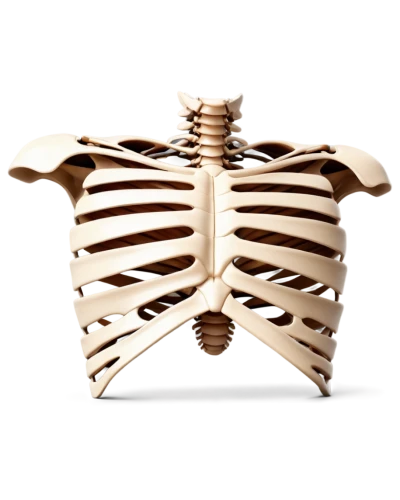 rib cage,ribcage,rotator cuff,wood skeleton,cervical spine,skeletal structure,human skeleton,bone-in rib,skeleton,rmuscles,vertebrae,skeletal,vintage skeleton,spine,chiropractic,concertina,chest,diaphragm,respiratory protection,cardiac massage,Art,Artistic Painting,Artistic Painting 23