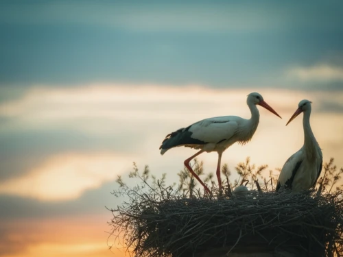 white storks,storks,white stork,rattle stork,stork,grey crowned cranes,baby stork,wood stork,red-crowned crane,whooping crane,flamingo couple,marabou stork,white ibis,white-naped crane,greater flamingo,eastern crowned crane,courtship,saddle-billed stork,grey crowned crane,loving couple sunrise,Photography,Documentary Photography,Documentary Photography 01