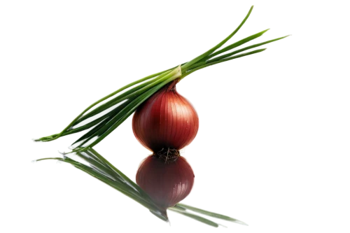 red garlic,persian onion,red onion,bulgarian onion,onion bulbs,shallot,onion,hardneck garlic,pearl onion,plum pine,date palm,scaphosepalum,clove garlic,bladder cherry,chestnut röhling,fouquieria,chinese garlic,schisandraceae,beet,red beets,Photography,Black and white photography,Black and White Photography 01