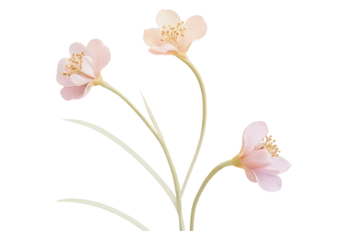 flowers png,tuberose,freesias,narcissus pink charm,minimalist flowers,freesia,floral digital background,apricot flowers,autumnalis,cuckoo flower,gaura,flower illustration,ornithogalum umbellatum,centaurium,pink floral background,pogonia,flower illustrative,phalaenopsis equestris,japanese floral background,jonquil,Art,Artistic Painting,Artistic Painting 03