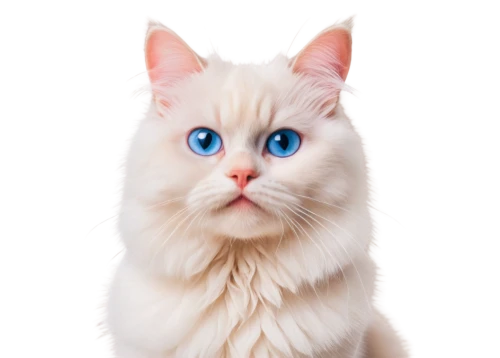 cat with blue eyes,blue eyes cat,turkish angora,turkish van,cat on a blue background,white cat,cat vector,birman,british longhair cat,japanese bobtail,heterochromia,breed cat,cat image,cute cat,domestic long-haired cat,ragdoll,siamese cat,cartoon cat,cat portrait,cat's eyes,Photography,Documentary Photography,Documentary Photography 24