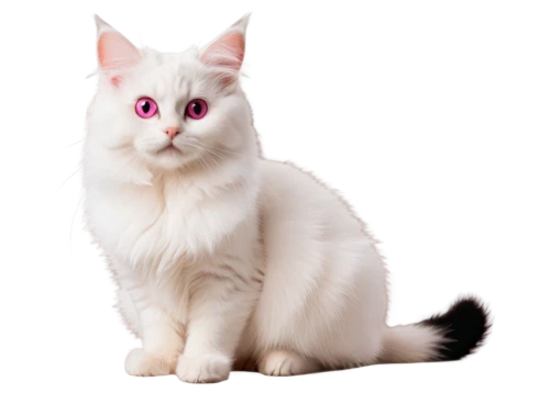 turkish angora,turkish van,japanese bobtail,white cat,british longhair cat,kurilian bobtail,cats angora,ragdoll,birman,domestic long-haired cat,pink cat,cat vector,breed cat,american bobtail,american curl,cat image,cute cat,angora,selkirk rex,siberian cat,Illustration,Black and White,Black and White 33