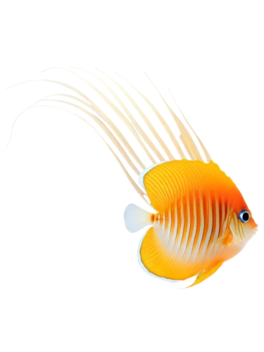 discus fish,golden angelfish,discus cichlid,foxface fish,cichlid,angelfish,butterfly fish,blue stripe fish,amphiprion,coral reef fish,ornamental fish,trigger fish,clownfish,yellow fish,anemone fish,butterflyfish,discus,anemonefish,rooster fish,goldfish,Photography,Artistic Photography,Artistic Photography 03