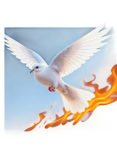 dove of peace,doves of peace,holy spirit,peace dove,pentecost,white dove,black-winged kite,fire birds,divine healing energy,fairy tern,bird png,the conflagration,fire logo,white eagle,phoenix,royal tern,white pigeons,conflagration,doves,dove,Conceptual Art,Daily,Daily 27
