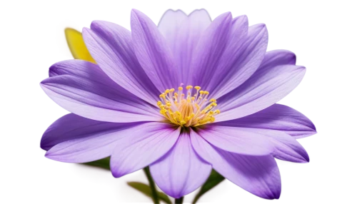 anemone purple floral,anemone japonica,violet chrysanthemum,purple chrysanthemum,crown chakra flower,purple anemone,purple dahlia,senetti,purple daisy,anemone blanda,anemone hupehensis september charm,dahlia purple,flowers png,anemone honorine jobert,lovely anemone,anemone hupehensis' september charm,china aster,purple flower,anemone japanese,garden anemone,Conceptual Art,Graffiti Art,Graffiti Art 07