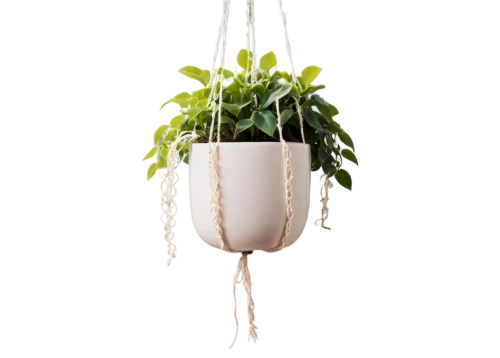 hanging plant,hanging plants,hanging basket,hanging bulb,hanging lantern,hanging lamp,hanging decoration,flower pot holder,hanging geraniums,money plant,hanging willow,hanging light,androsace rattling pot,climbing plant,plant pot,climber plant,lantern plant,potted plant,indoor plant,terrarium,Illustration,Realistic Fantasy,Realistic Fantasy 14