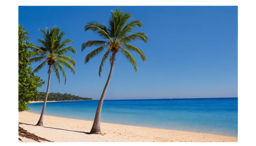 coconut palms,coconut trees,coconut palm,coconut palm tree,coconut tree,dream beach,caribbean beach,tropical beach,barbados,phu quoc island,jamaica,antilles,martinique,dominican republic,tropical and subtropical coniferous forests,the caribbean,mozambique,palm tree vector,caribbean,seychelles,Illustration,Retro,Retro 18