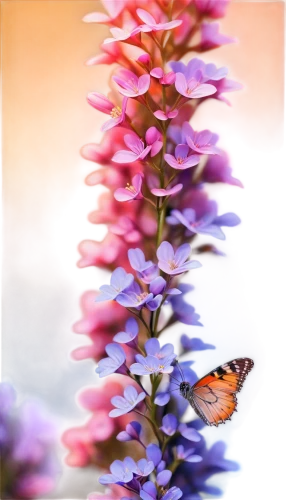 butterfly lilac,butterfly background,butterfly on a flower,butterfly floral,butterfly milkweed,butterfly isolated,wisteria shelf,common lilac,flowers png,small-leaf lilac,golden lilac,lilac tree,flower background,lilacs,lilac flower,buddleia,floral composition,lilac branch,floral digital background,isolated butterfly,Conceptual Art,Sci-Fi,Sci-Fi 01