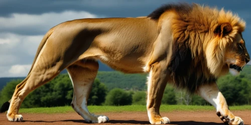 male lion,african lion,panthera leo,lion,male lions,female lion,belgian horse,przewalski's horse,lion number,forest king lion,masai lion,king of the jungle,two lion,wildebeest,lion's coach,lion white,skeezy lion,lion head,arabian horse,lioness,Photography,General,Realistic