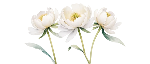 tulip white,white tulips,flowers png,snowdrop anemones,tulip background,ornithogalum,tulipa,tulip flowers,tuberose,white lily,easter lilies,white chrysanthemum,the white chrysanthemum,white floral background,turkestan tulip,two tulips,ornithogalum umbellatum,tulip,parrot tulip,madonna lily,Illustration,Realistic Fantasy,Realistic Fantasy 33