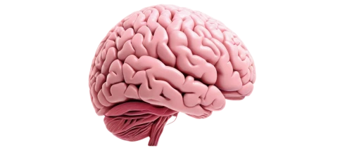 cerebrum,brain structure,human brain,human internal organ,brain icon,brain,isolated product image,connective tissue,bicycle helmet,neurath,3d model,strozzapreti,rmuscles,medical illustration,acetylcholine,lungs,muscular system,uterine,deep tissue,human head,Illustration,Japanese style,Japanese Style 17