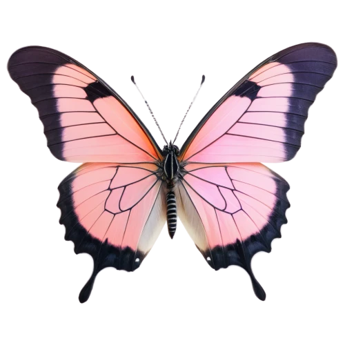 butterfly vector,butterfly clip art,pink butterfly,hesperia (butterfly),vanessa (butterfly),limenitis,lepidoptera,butterfly background,euphydryas,papilio,c butterfly,melanargia,papillon,cupido (butterfly),french butterfly,lepidopterist,butterfly moth,white admiral or red spotted purple,hybrid black swallowtail butterfly,butterfly isolated,Photography,General,Fantasy