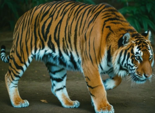 sumatran tiger,a tiger,asian tiger,bengal tiger,bengalenuhu,tiger,tiger png,chestnut tiger,sumatran,siberian tiger,type royal tiger,sumatra,tigers,malayan tiger cub,tigerle,young tiger,bengal,tiger cat,royal tiger,kalimantan,Photography,Documentary Photography,Documentary Photography 01