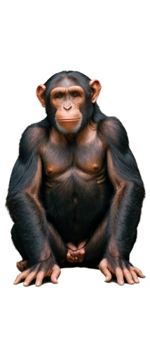 common chimpanzee,chimpanzee,ape,chimp,primate,macaque,orang utan,png image,monkey,cercopithecus neglectus,gorilla,uakari,rhesus macaque,capuchin,mammalian,cougnou,mammal,bonobo,white-fronted capuchin,orangutan,Illustration,Realistic Fantasy,Realistic Fantasy 08