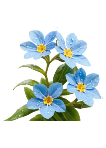 flowers png,alpine forget-me-not,myosotis,forget-me-nots,forget-me-not,blue daisies,blue flowers,forget me nots,blue flower,wood daisy background,anemone blanda,water forget me not,wood anemones,dayflower,mountain bluets,flower background,blue flax,blue petals,mertensia,blue chrysanthemum,Conceptual Art,Daily,Daily 14