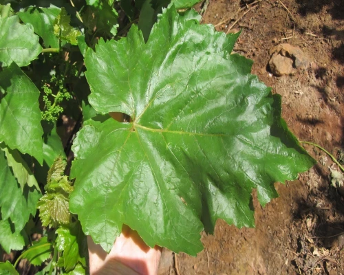 foliage leaf,castanea sativa,fig leaf,round leaved liverleaf,caprifoliaceae,leaves,young leaves,grape leaf,thick-leaf plant,young leaf,morinda citrifolia,bicolor leaves,dry leaves,leaf structure,mape leaf,castanea,leaf vegetable,liriodendron tulipifera,actinidia deliciosa,leaf