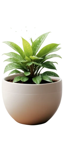 androsace rattling pot,plant pot,citronella,pot plant,potted plant,garden pot,potted palm,money plant,houseplant,flowerpot,flower bowl,planter,areca nut,container plant,china pot,terracotta flower pot,white bowl,plants in pots,flower pot,perennial plants,Conceptual Art,Fantasy,Fantasy 15